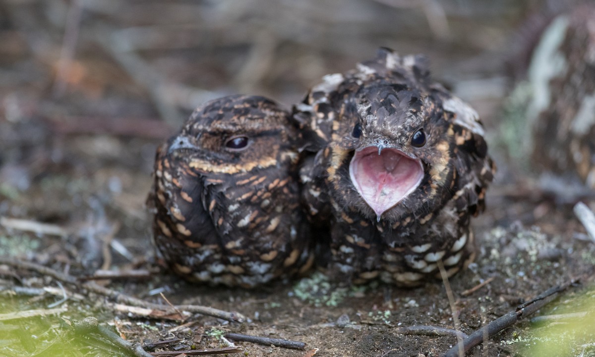 Diabolical Nightjar - ML263016691