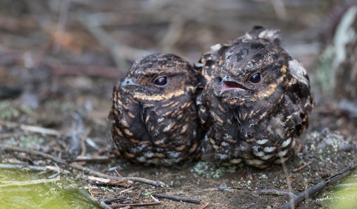 Diabolical Nightjar - ML263016701