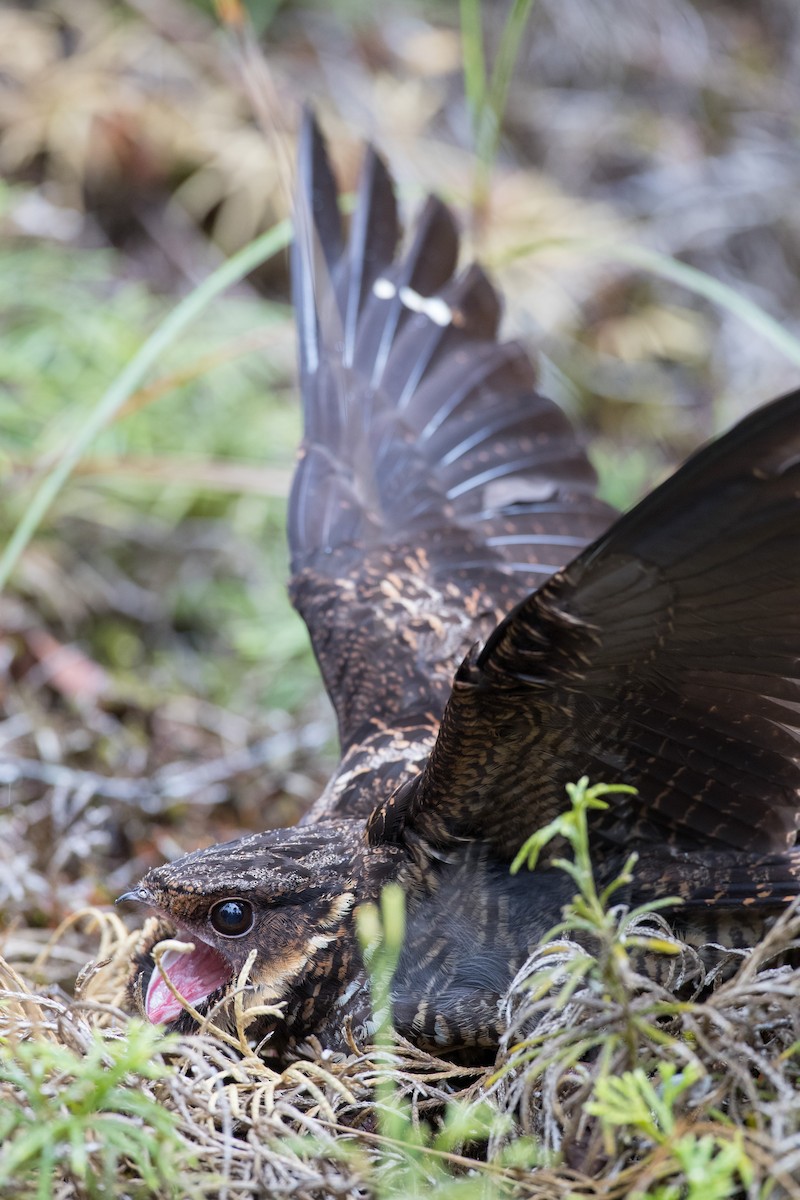 Diabolical Nightjar - ML263016711