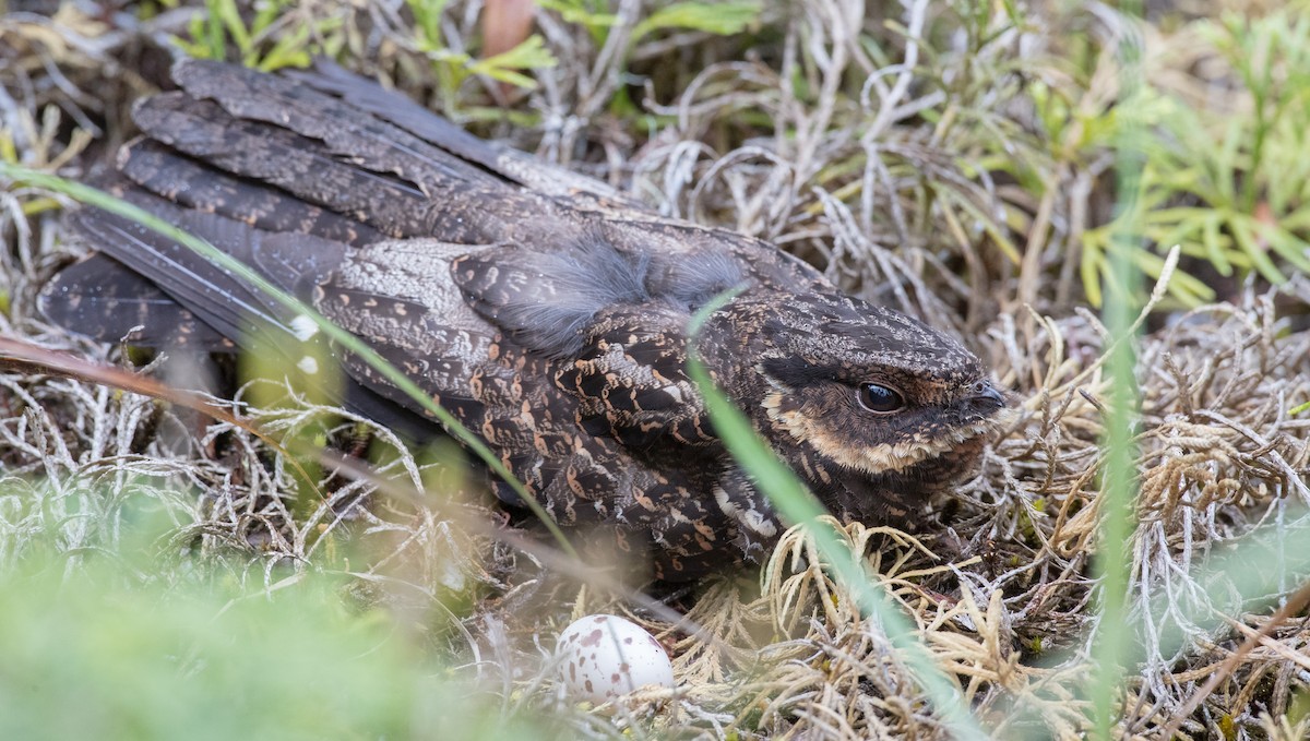 Diabolical Nightjar - ML263016741