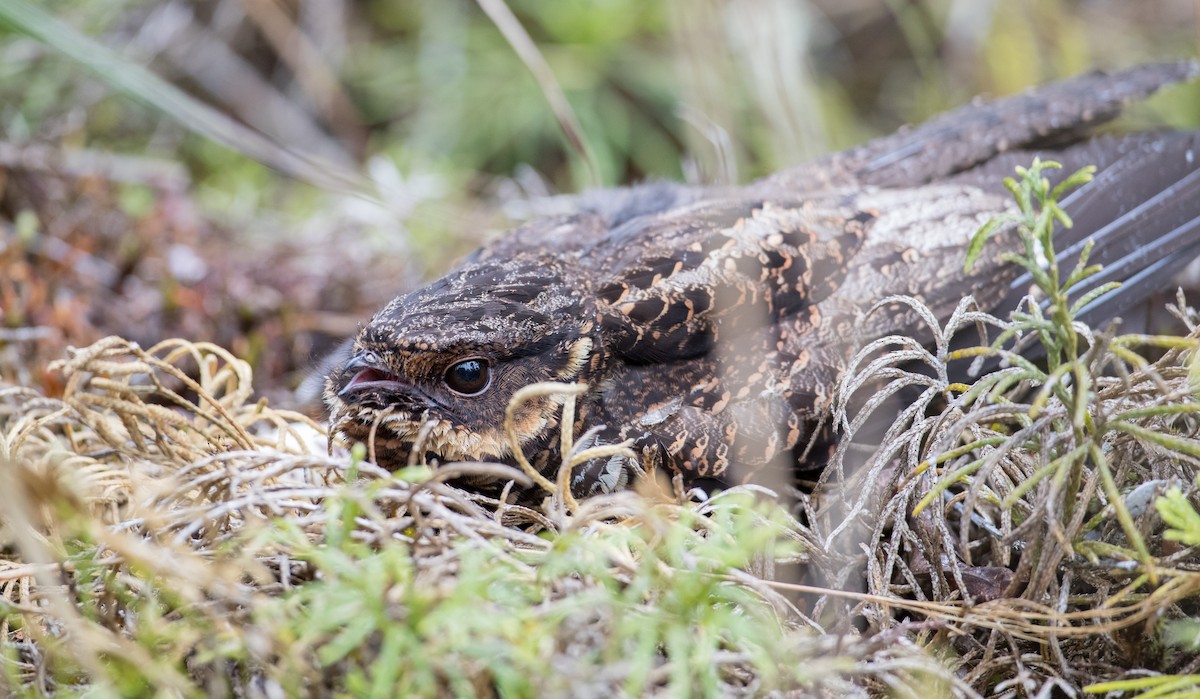 Diabolical Nightjar - ML263016751