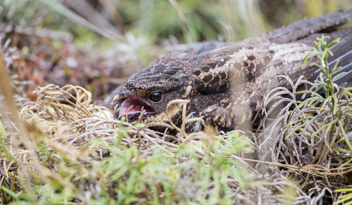 Diabolical Nightjar - Ian Davies