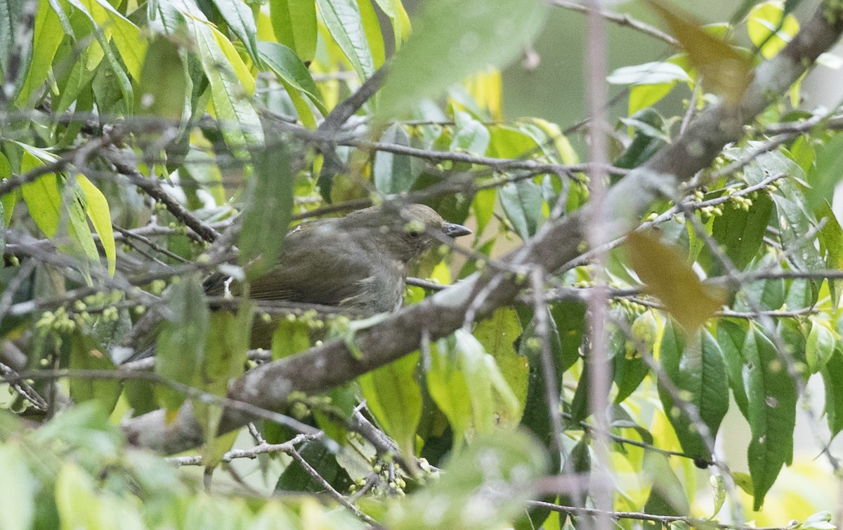 Sulawesiwaldpfeifer (bonensis) - ML263016801