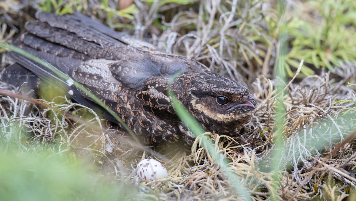 Diabolical Nightjar - ML263017061