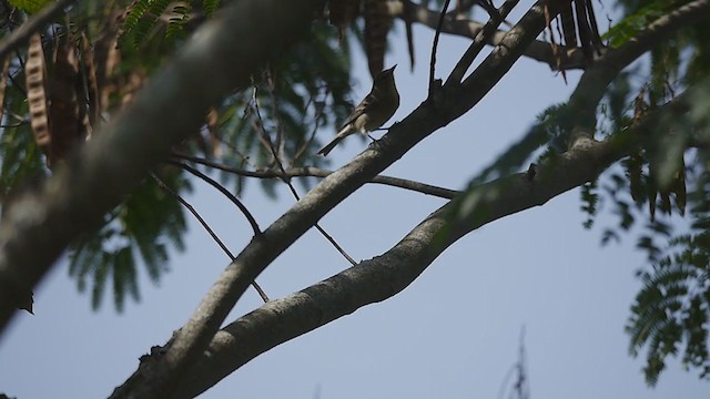 Pine Warbler - ML263017661