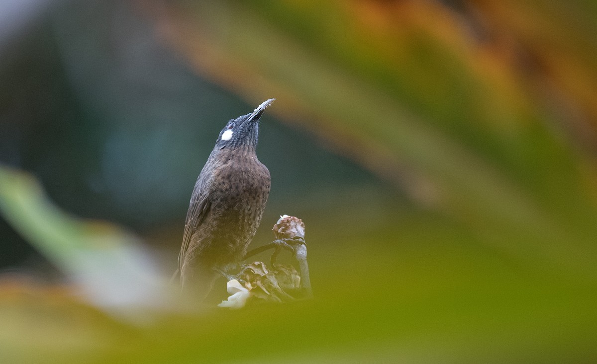 White-eared Myza - Ian Davies