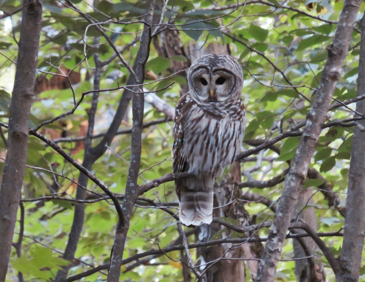 Barred Owl - ML263018131