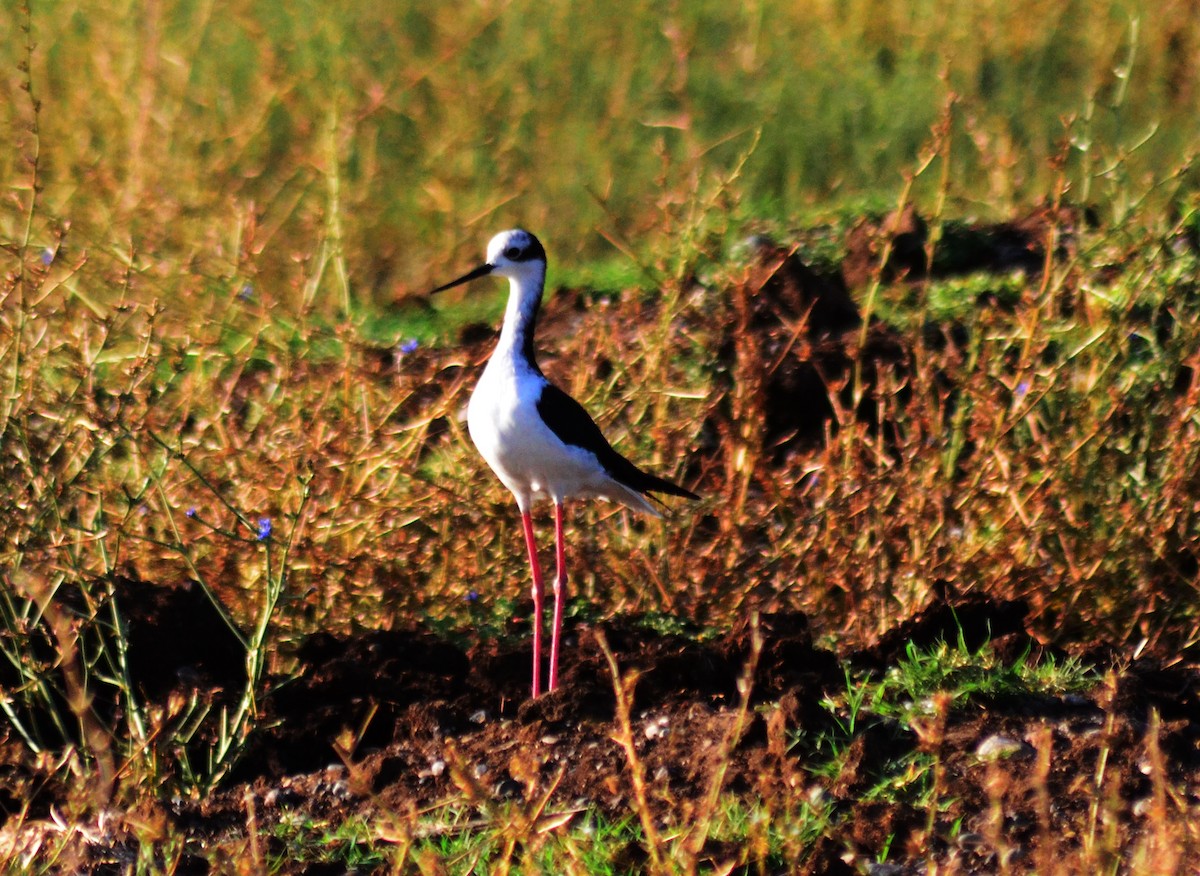 Cigüeñuela Cuellinegra - ML263018331