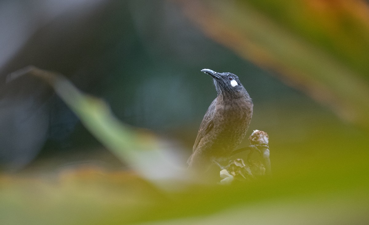 White-eared Myza - Ian Davies