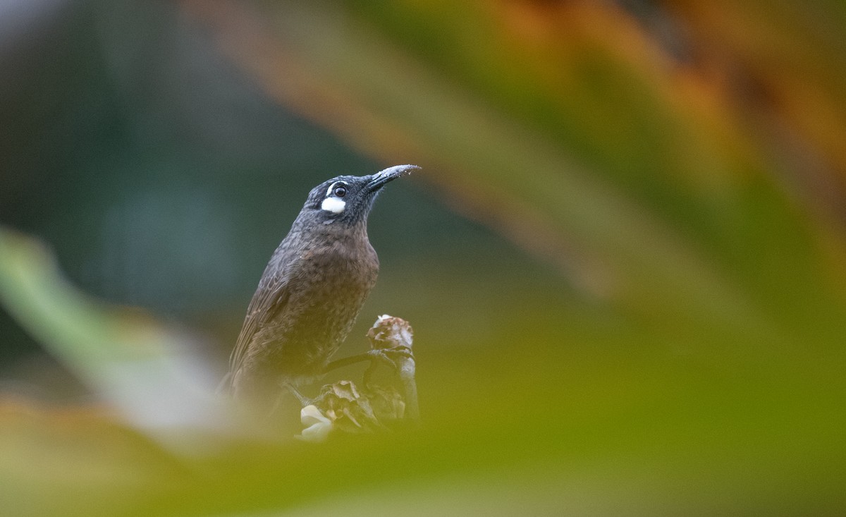 White-eared Myza - Ian Davies