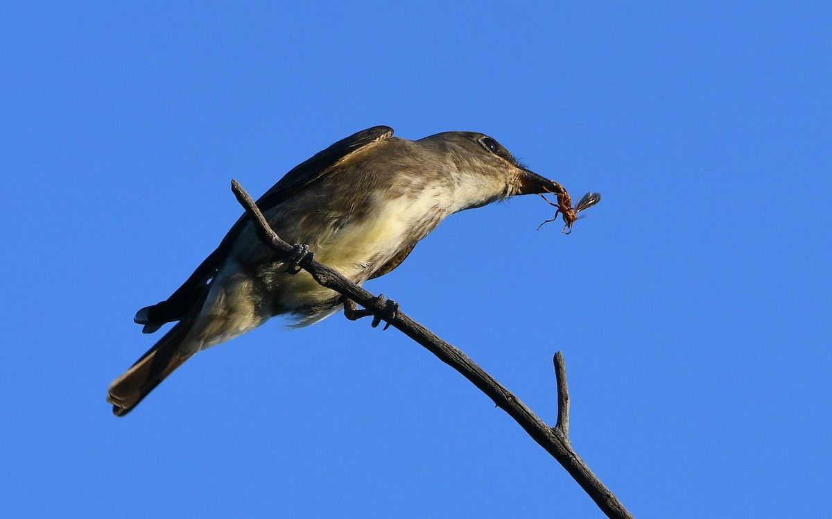 Olivflanken-Schnäppertyrann - ML263018711