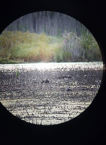 American Golden-Plover - ML263019321