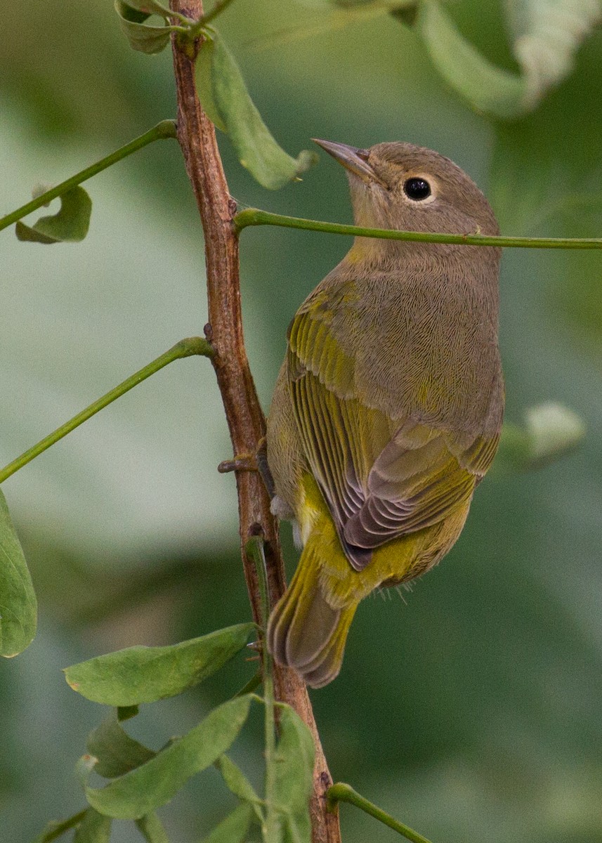 Nashville Warbler - ML263021611