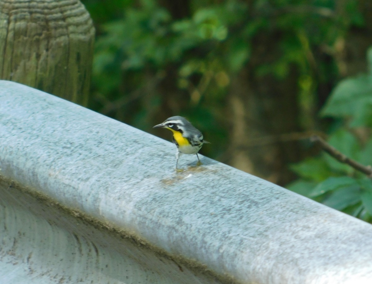 Yellow-throated Warbler - Jimmy Osborne