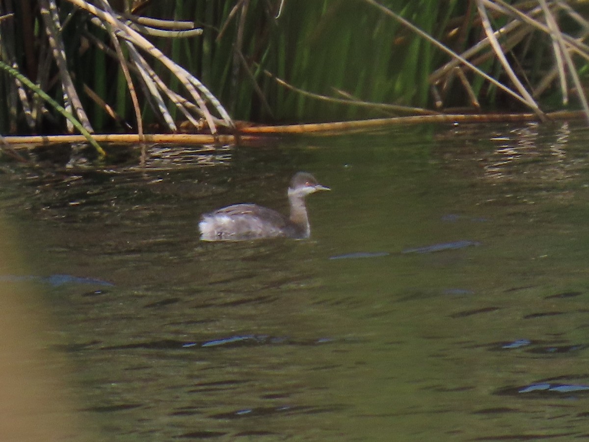 Eared Grebe - ML263022561