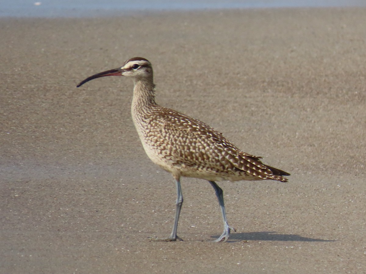 Regenbrachvogel - ML263022581