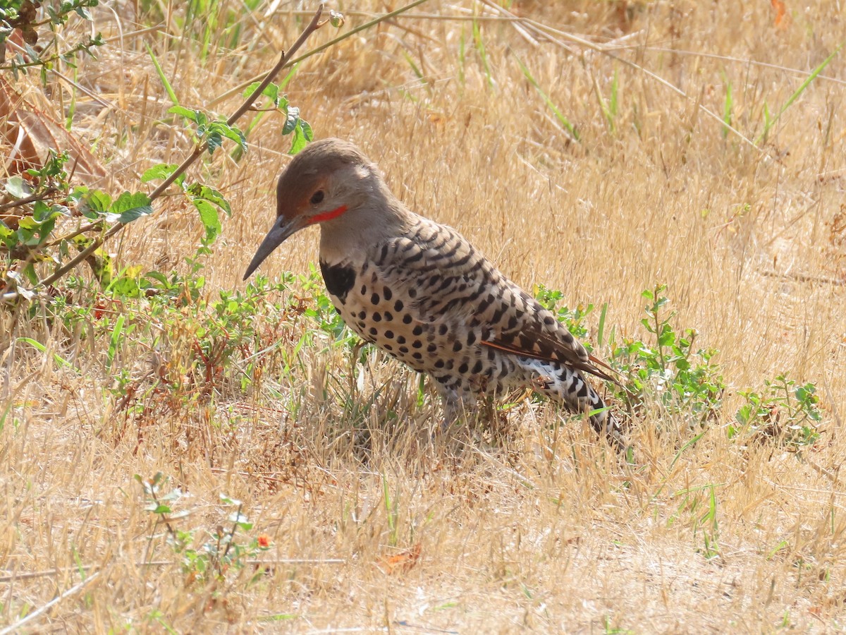 Northern Flicker - ML263023681