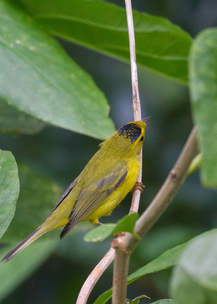 Wilson's Warbler - Dawn Lloyd