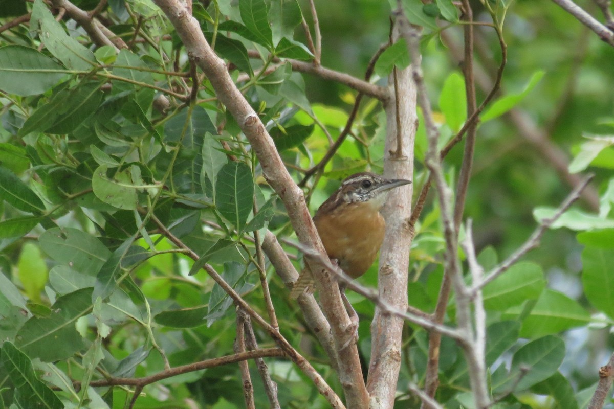 Carolina Wren - ML263025591