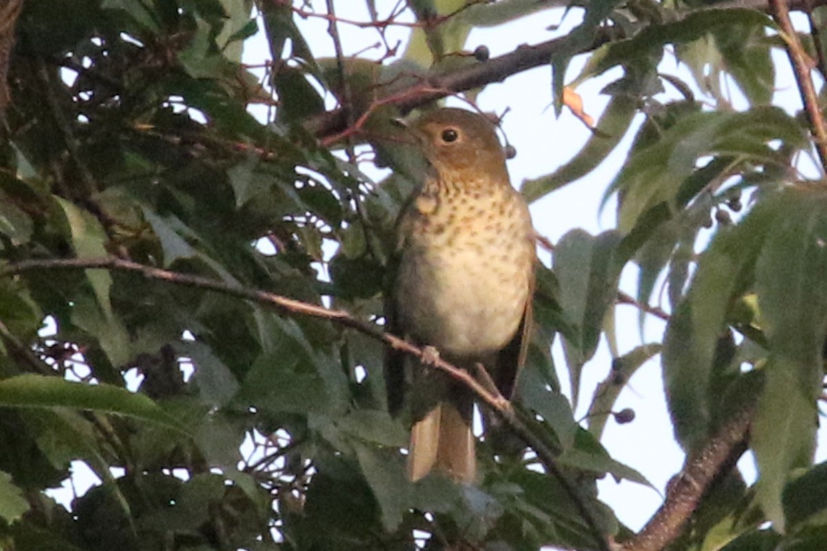 Swainson's Thrush - Noah Strycker