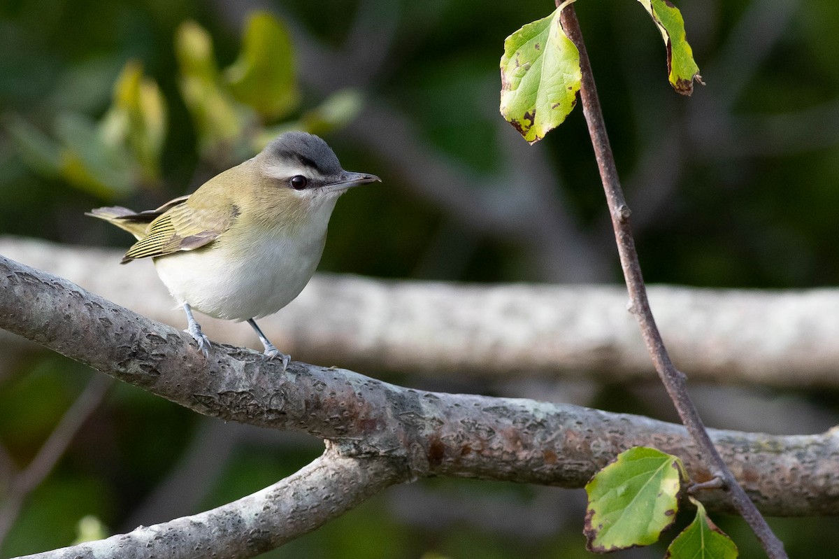 Red-eyed Vireo - Doug Gochfeld
