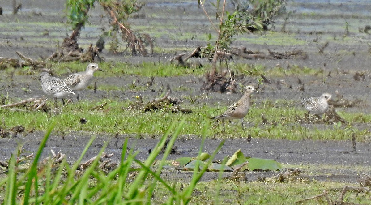 American Golden-Plover - ML263026811