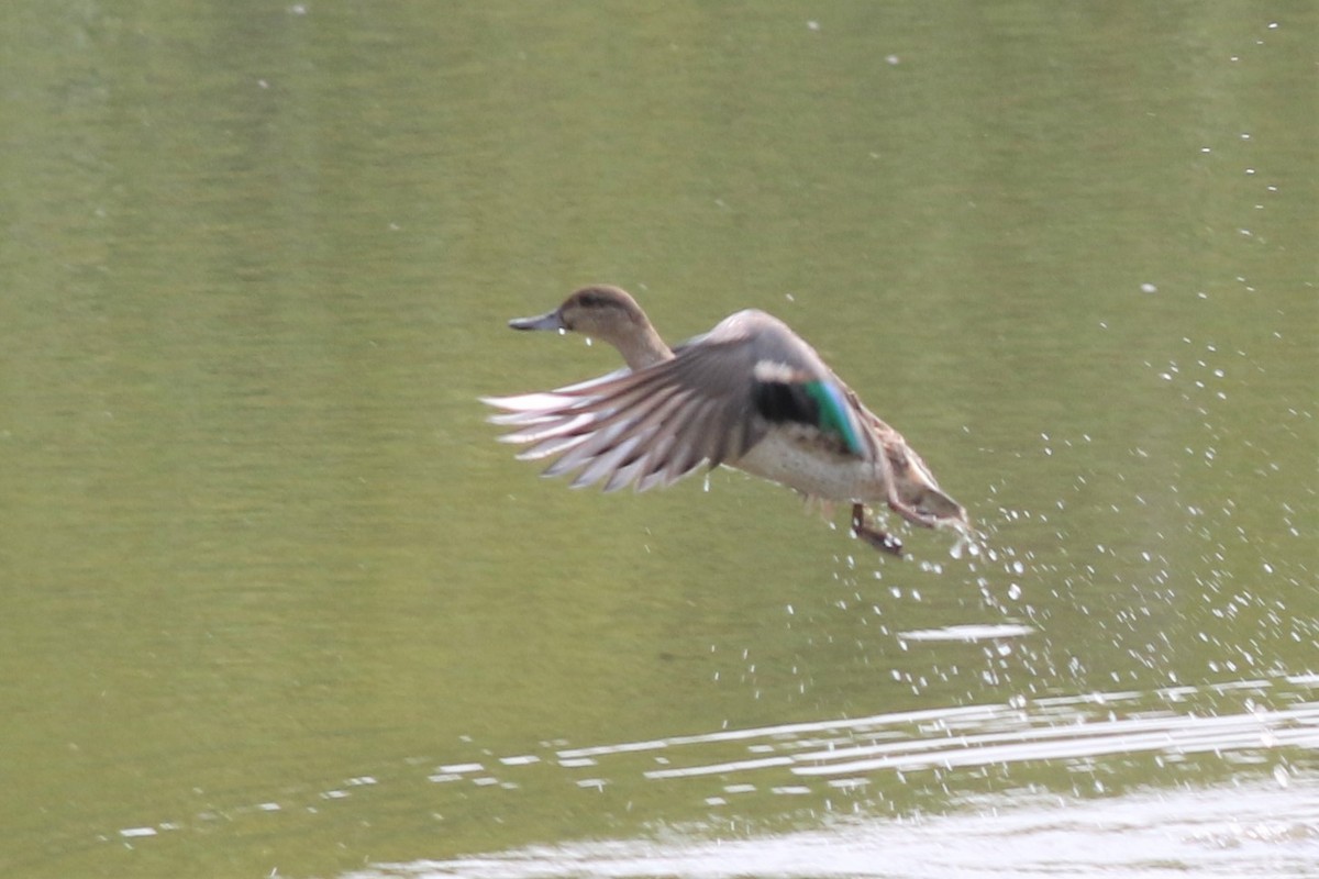 Green-winged Teal - Margaret Viens