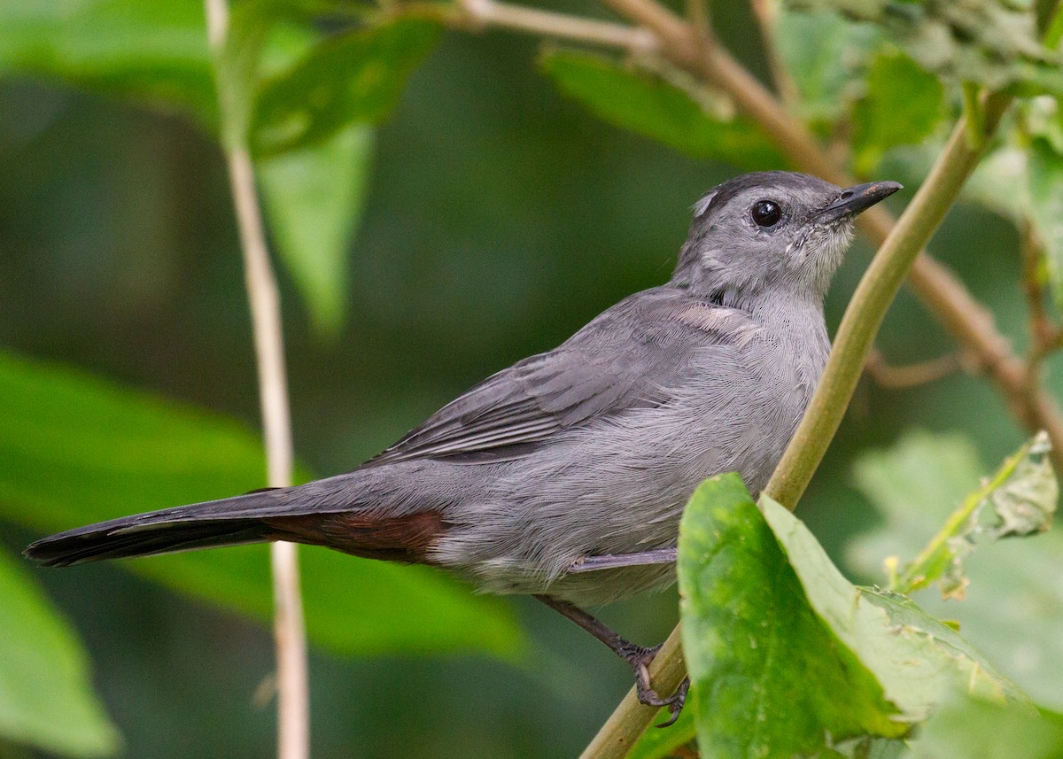 Gray Catbird - ML263029271