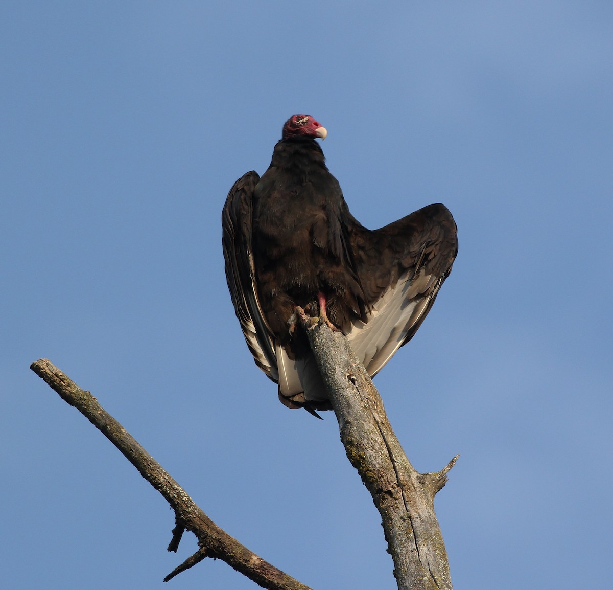 Turkey Vulture - ML263029591
