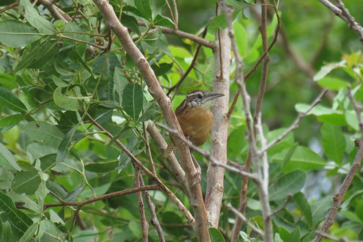 Carolina Wren - ML263030201