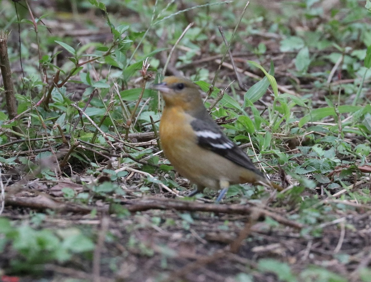 Oriole de Baltimore - ML263030331