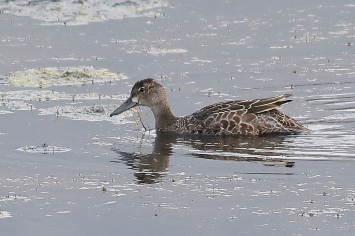 Blue-winged Teal - ML263030491