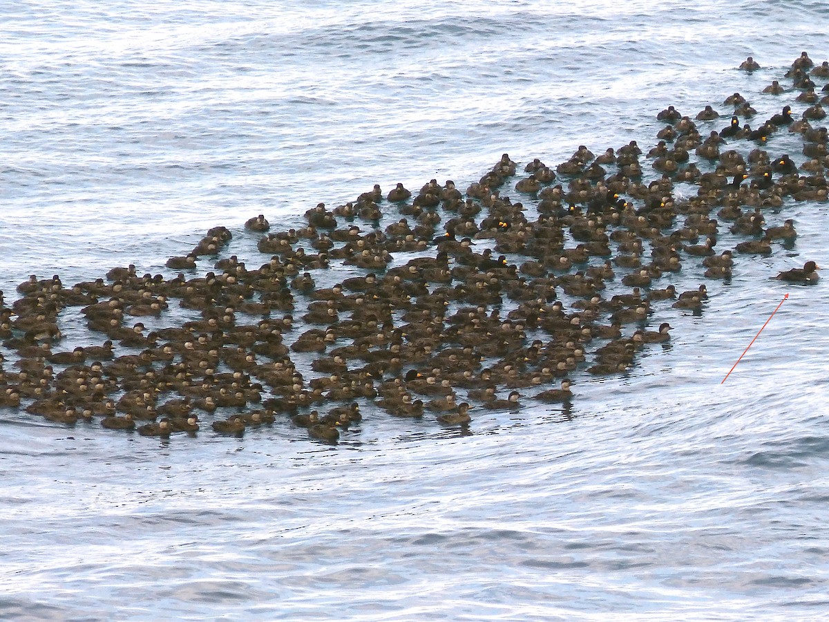 King Eider - ML263030761