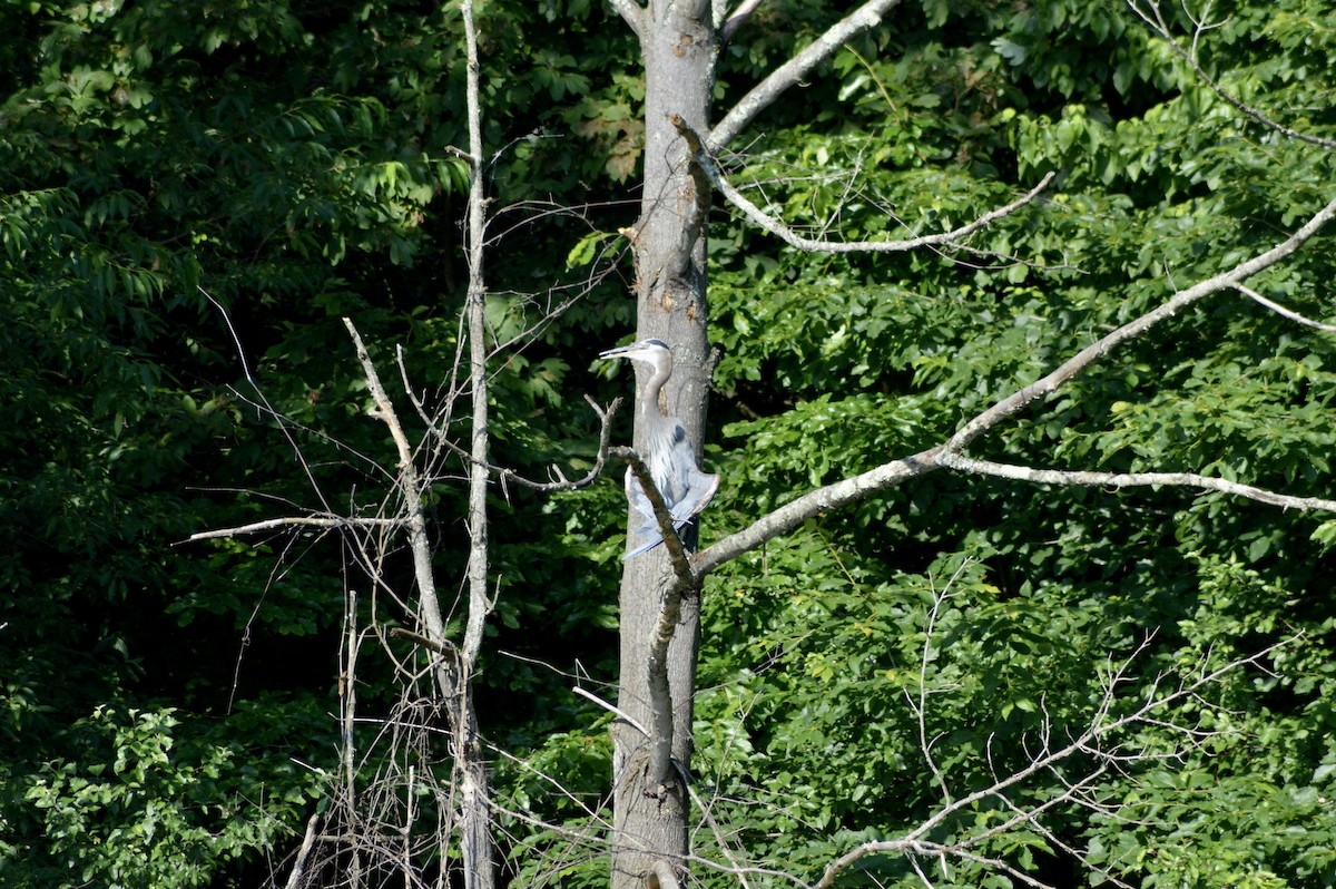 Great Blue Heron - ML263031791