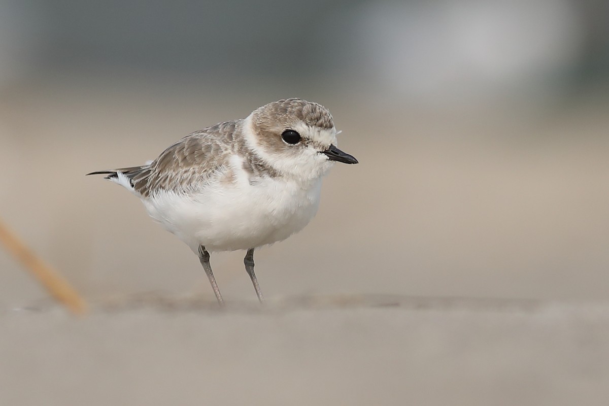 Snowy Plover - Graham Montgomery