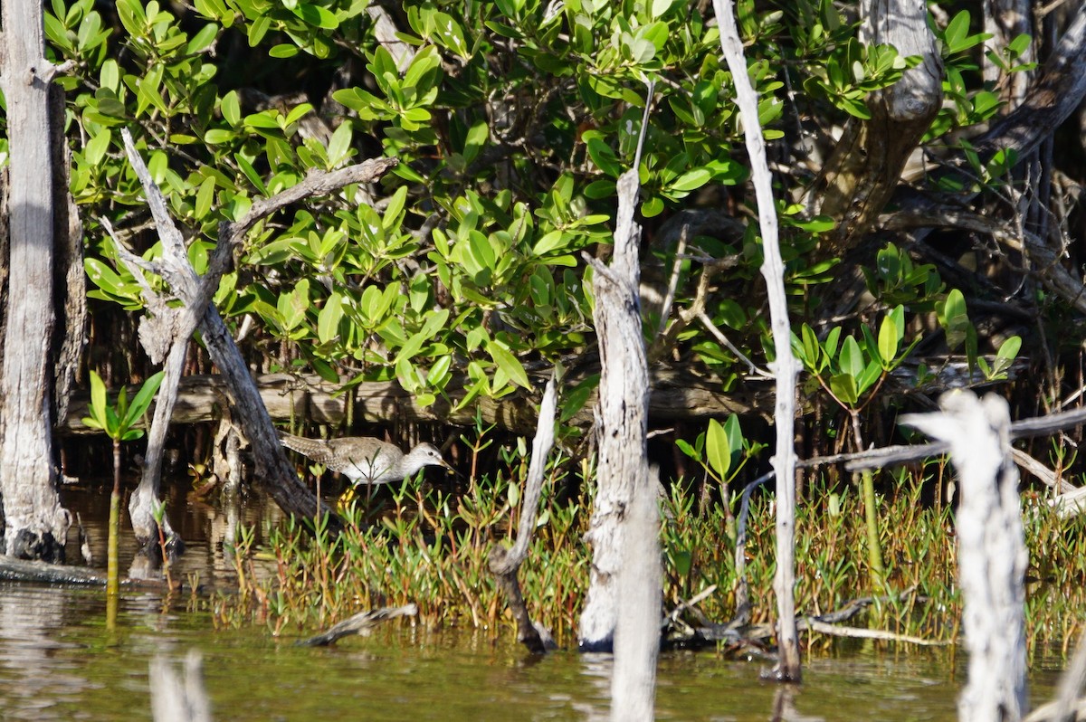 Greater Yellowlegs - ML26303241