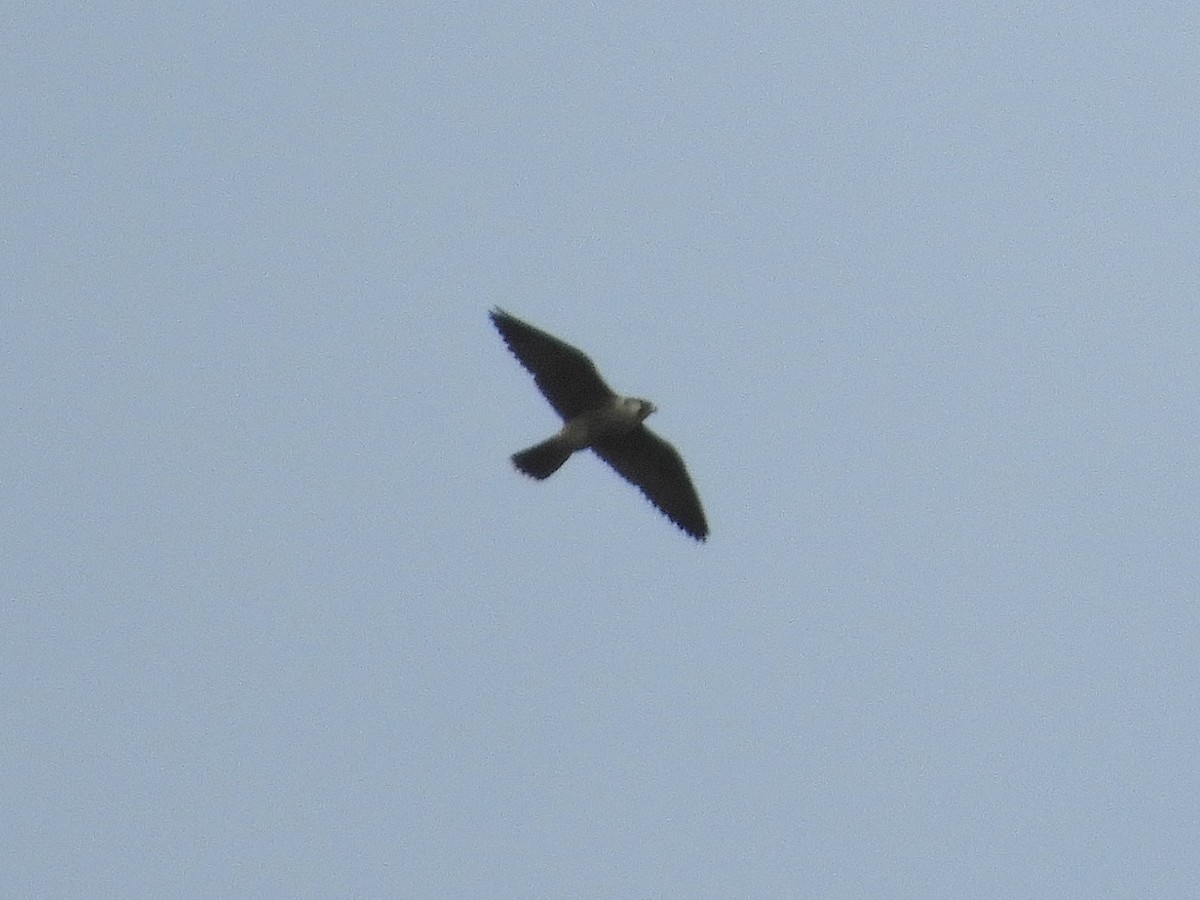 Peregrine Falcon - ML263032561