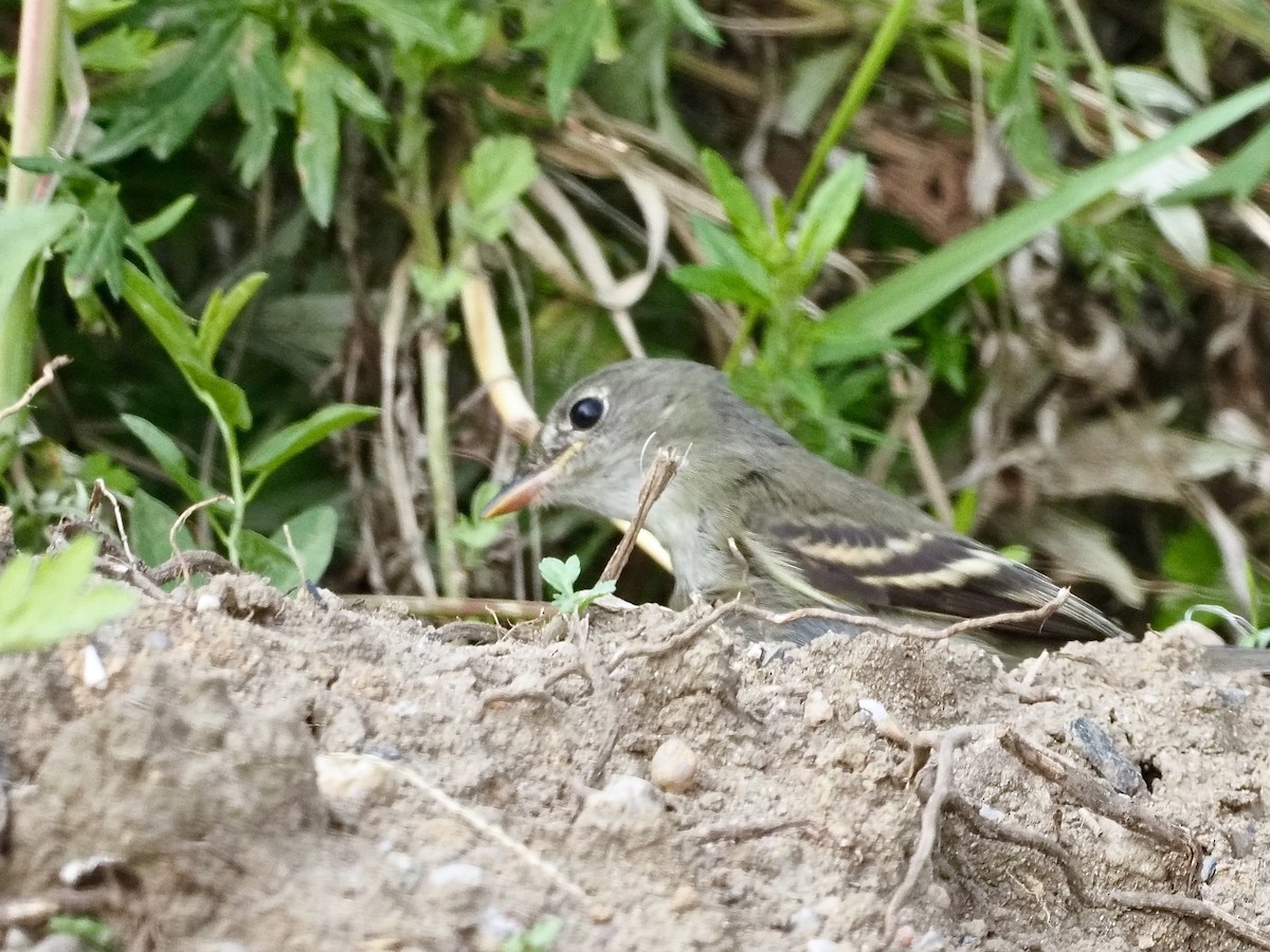 Alder/Willow Flycatcher (Traill's Flycatcher) - ML263033211