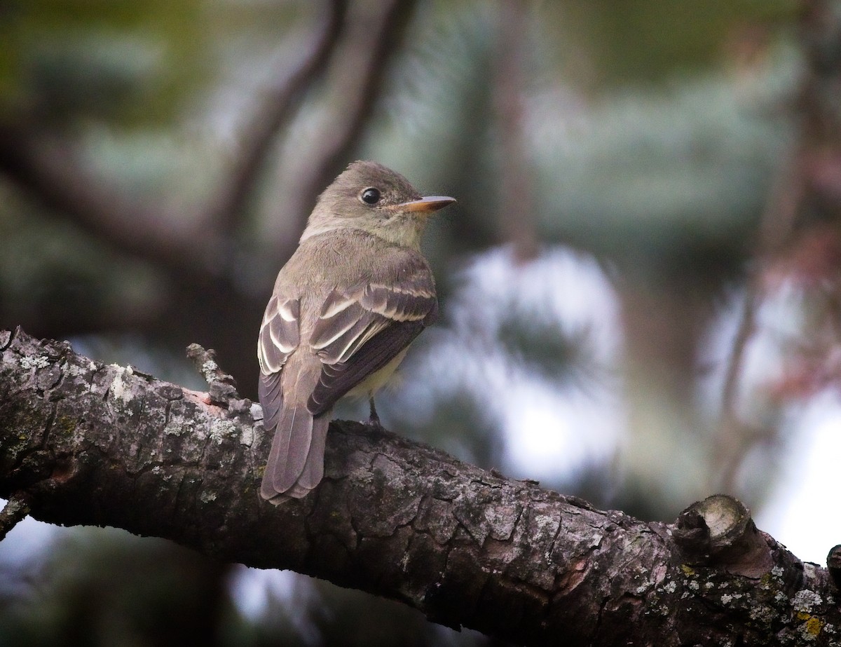 Alder/Willow Flycatcher (Traill's Flycatcher) - ML263033571
