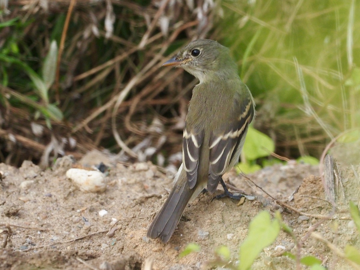 Alder/Willow Flycatcher (Traill's Flycatcher) - ML263034081