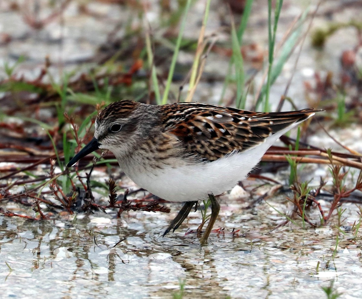 Least Sandpiper - ML263035351