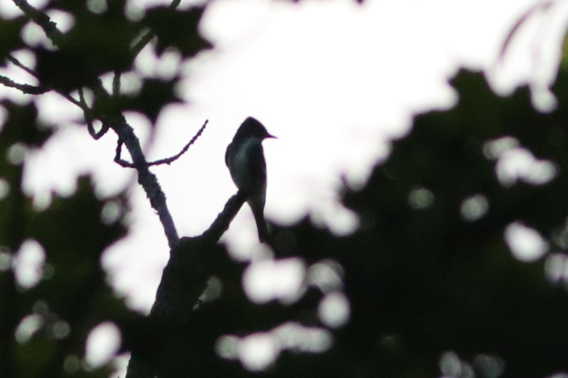 Olive-sided Flycatcher - ML263035621