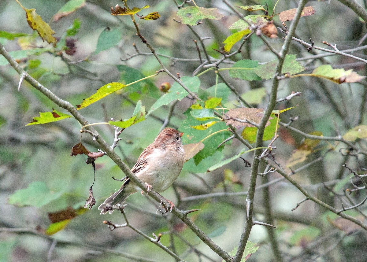 Field Sparrow - Donald Casavecchia