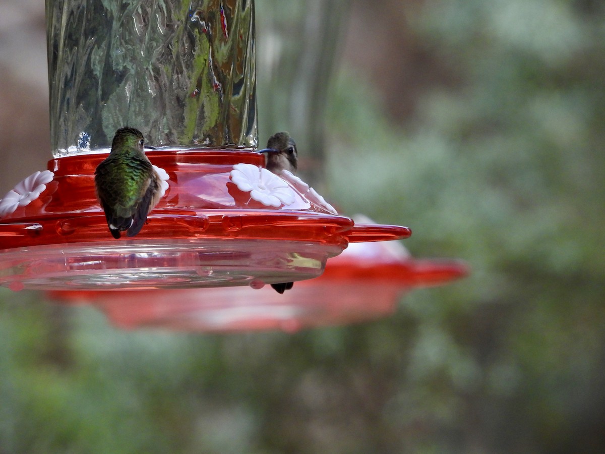 Colibrí Orejiblanco - ML263037451