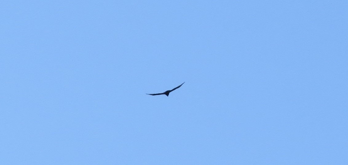 Turkey Vulture - ML263038601