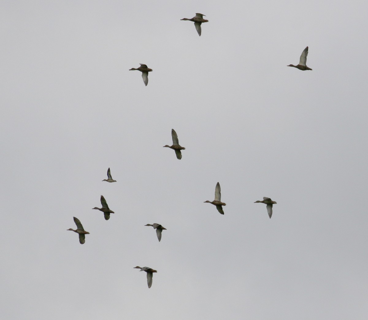 Green-winged Teal (American) - ML263038821