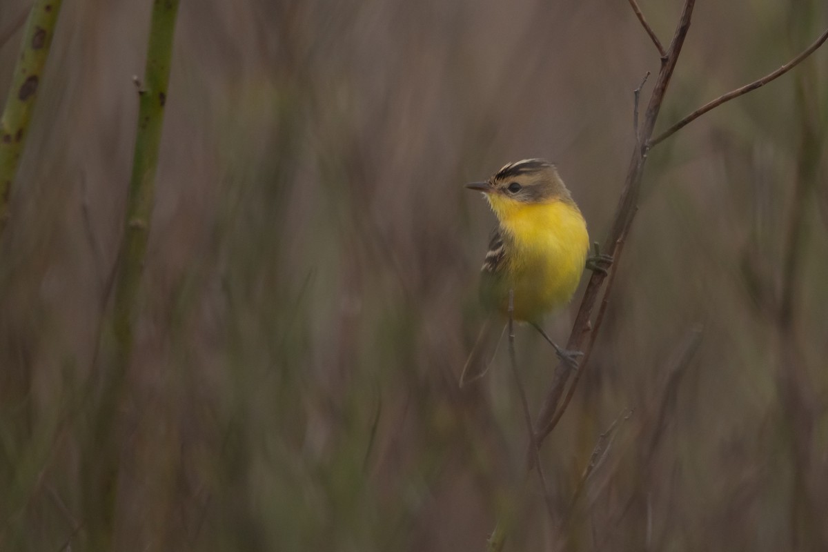 Crested Doradito - ML263039121