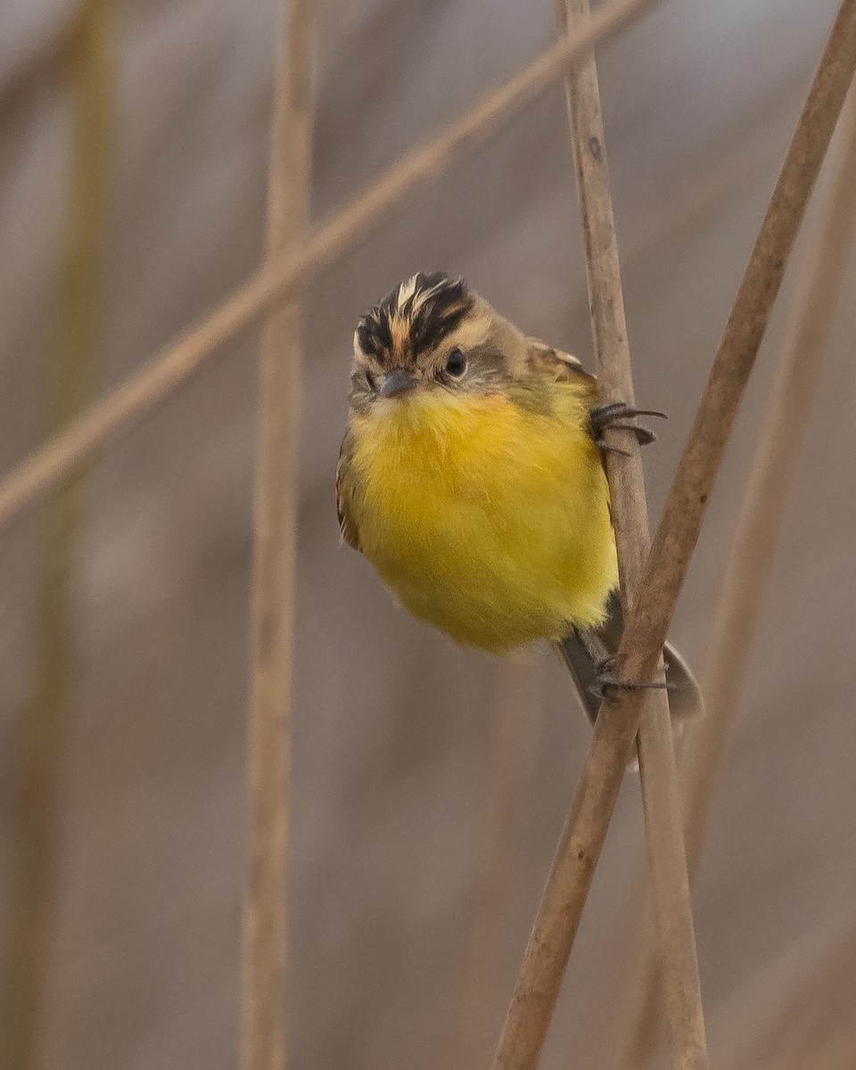 Crested Doradito - ML263039391