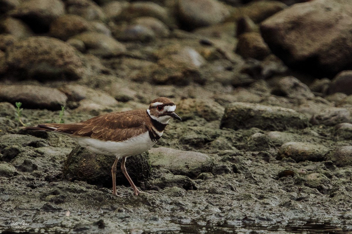 Killdeer - Renato David Rojas Cánova