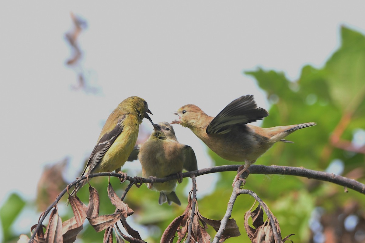 American Goldfinch - ML263040241